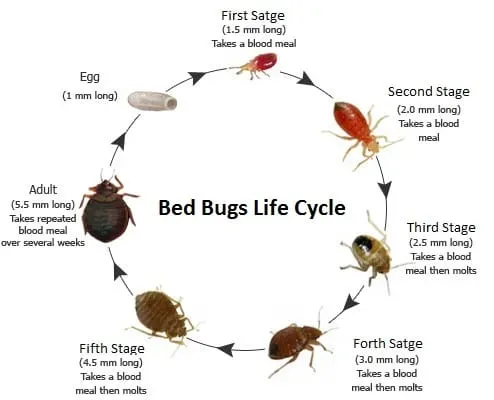 Bedbugs Removal Sydney