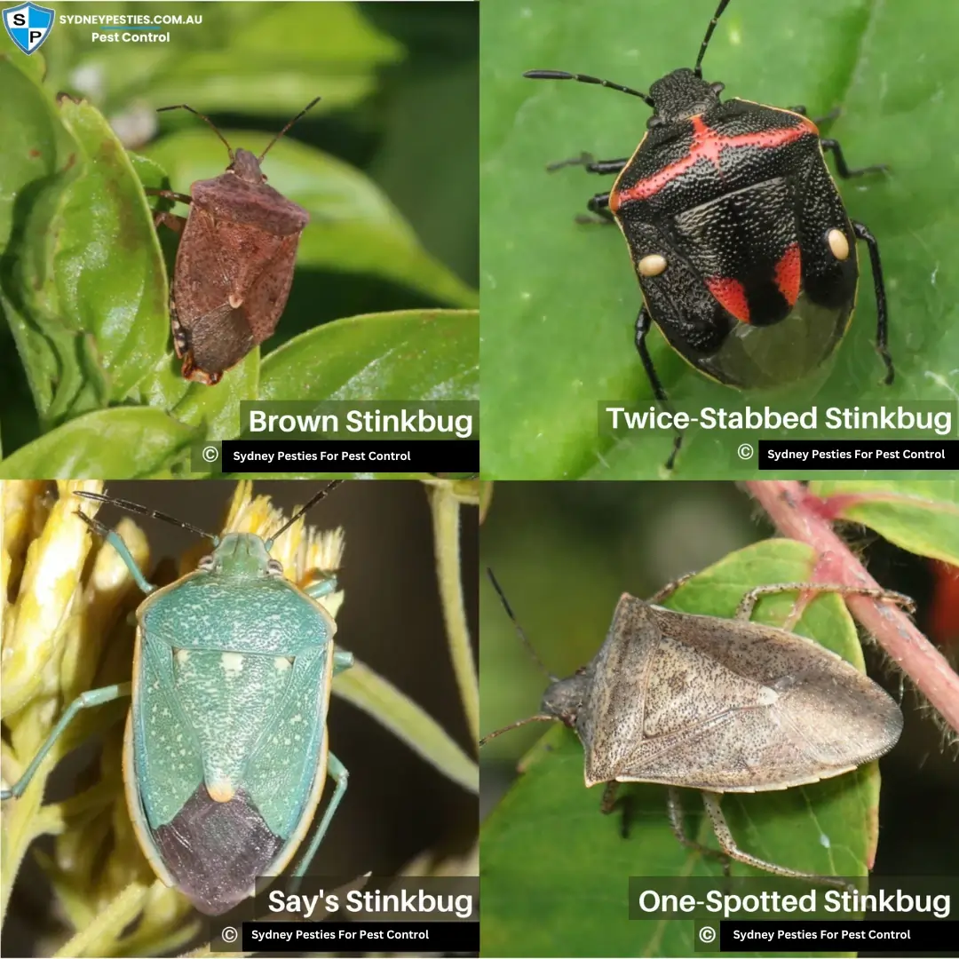 Stink Bugs control