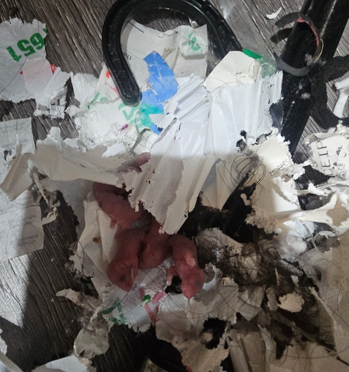 Rodent Control Sydney