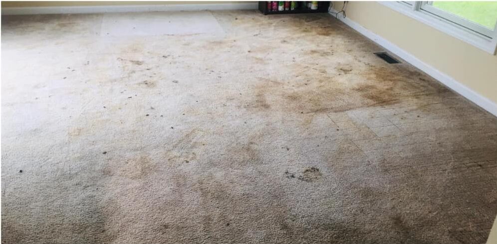Carpet Cleaning