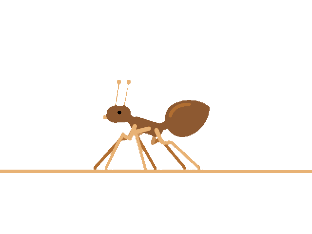 Ant Extermination Sydney