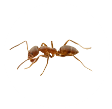 Ant Extermination sydney