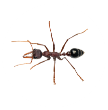Myrmecia species