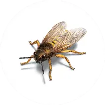 Lutte antiparasitaire à Sydney Wasps Control Sydney