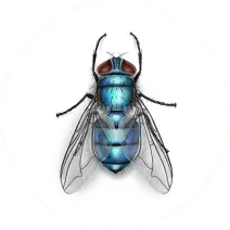 Flies Control Sydney