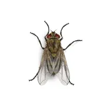 Flies Control Sydney