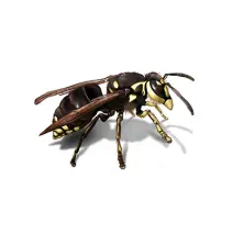 Lutte antiparasitaire à Sydney Hornet