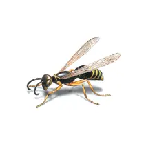 Lutte antiparasitaire à Sydney Wasps Control Sydney