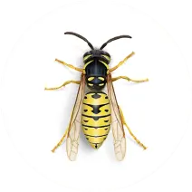 Lutte antiparasitaire à Sydney Yellow Jacket