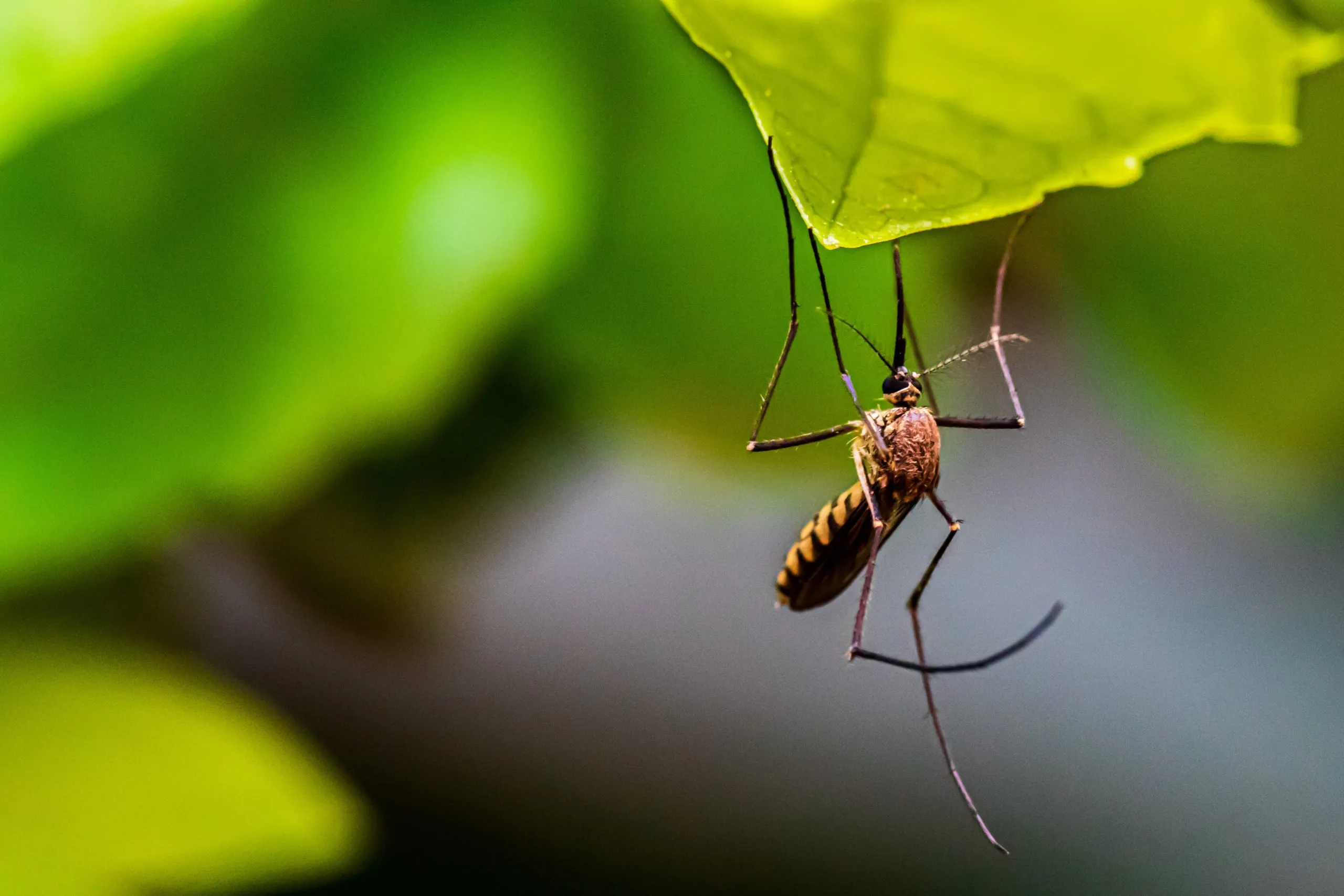 कीट नियंत्रण सिडनी Pesticide Resistance