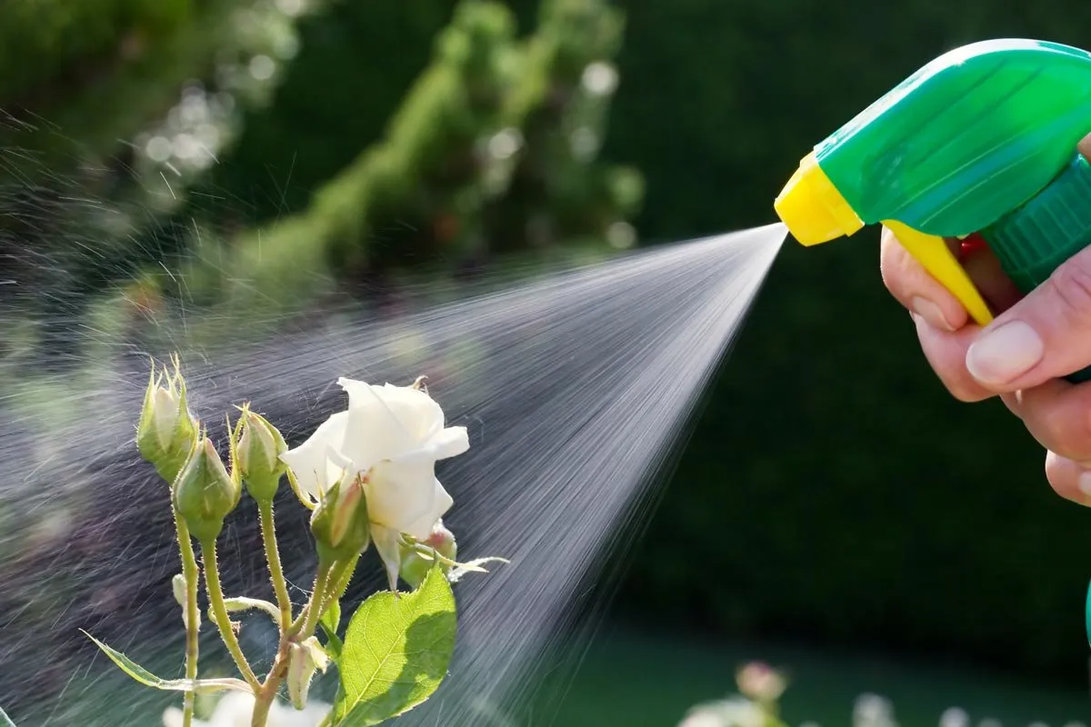 कीट नियंत्रण सिडनी Clean Green Protected