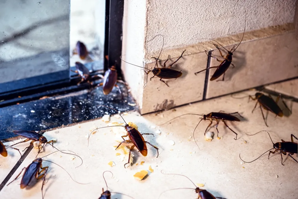 कीट नियंत्रण सिडनी Pest Control Sydney