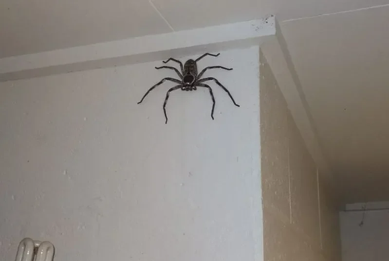 कीट नियंत्रण सिडनी Spider Habitat Guide
