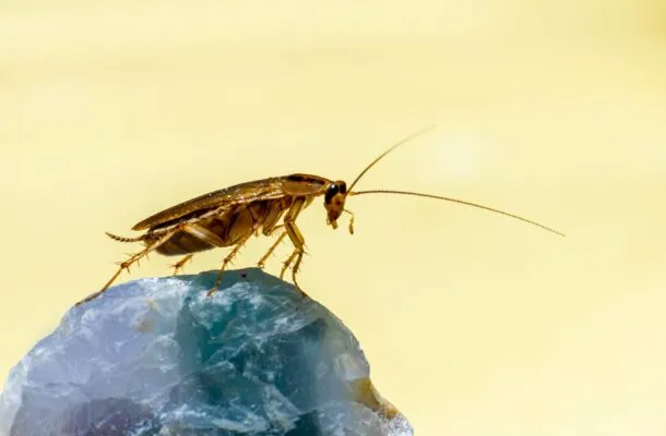 कीट नियंत्रण सिडनी Cockroach Migration Myth
