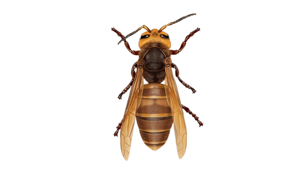 Wasps Control Sydney