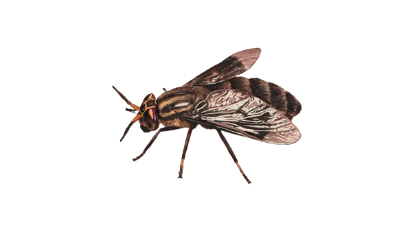 Flies Control