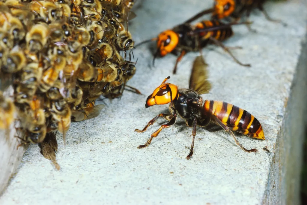 Protect bees from wasps