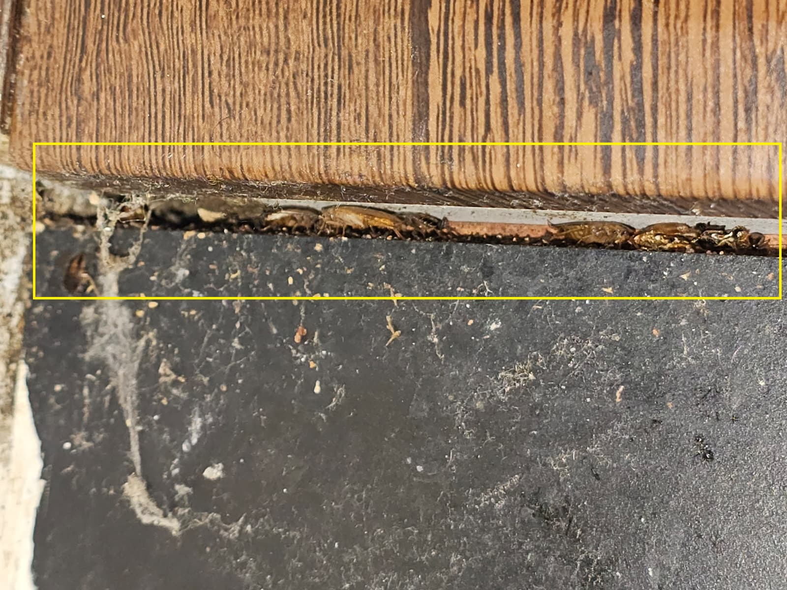 Cockroach control treatment in Erskine Park property