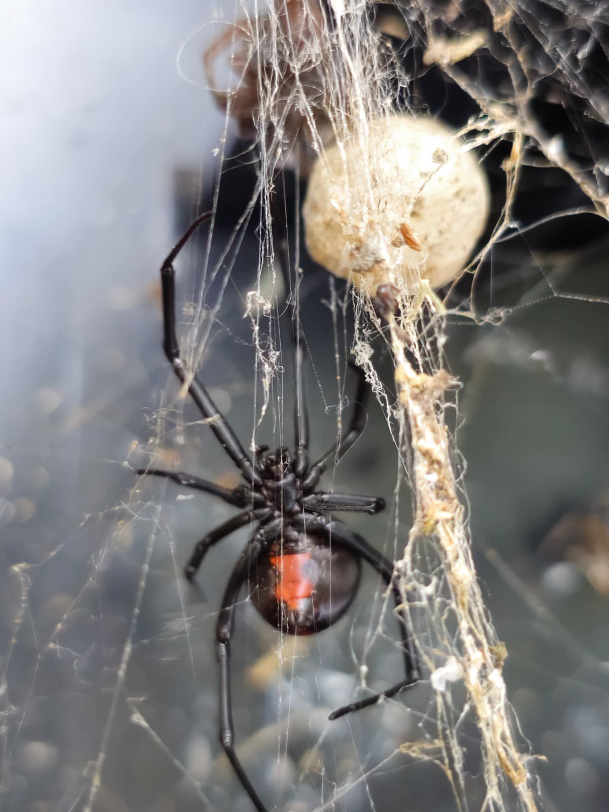 Spider control technician in Sydney