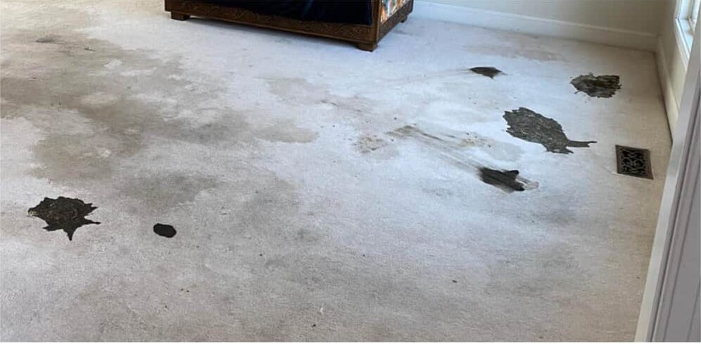Carpet Cleaning