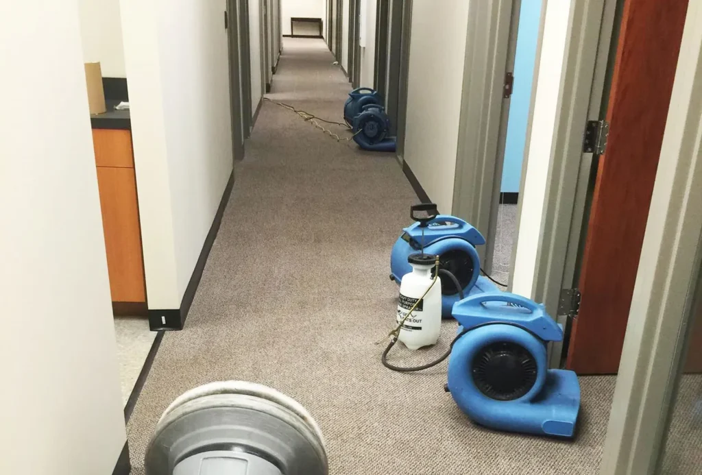 Carpet Cleaning
