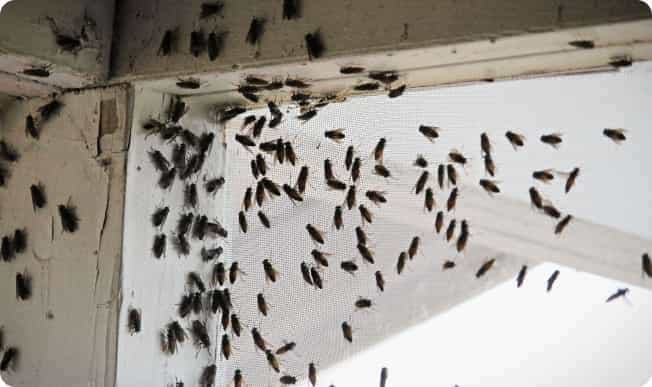 flying ants infestation in house