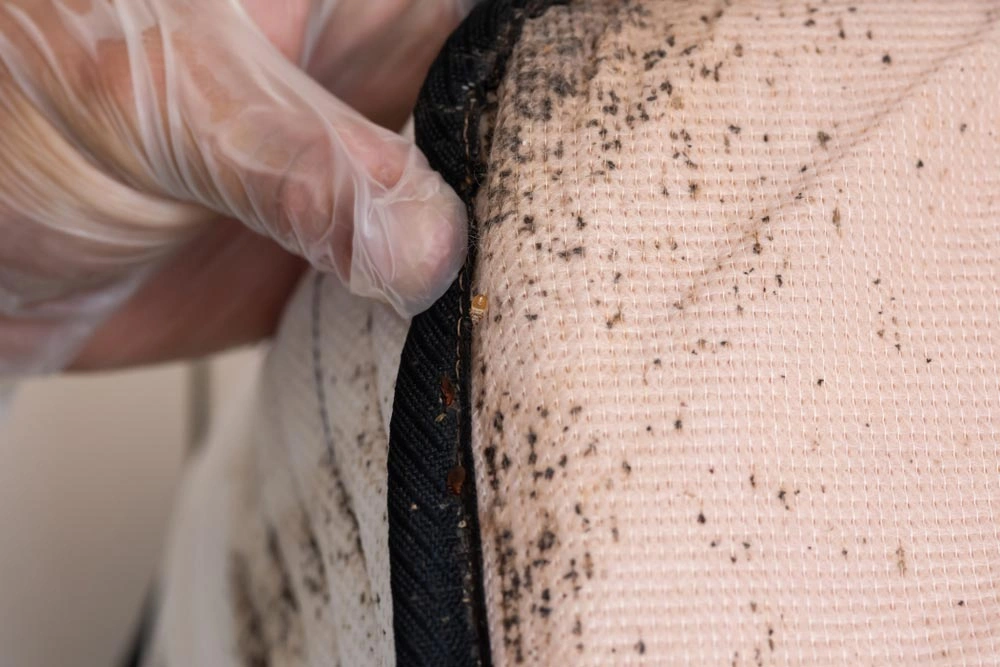 Bedbugs Control Leichhardt​