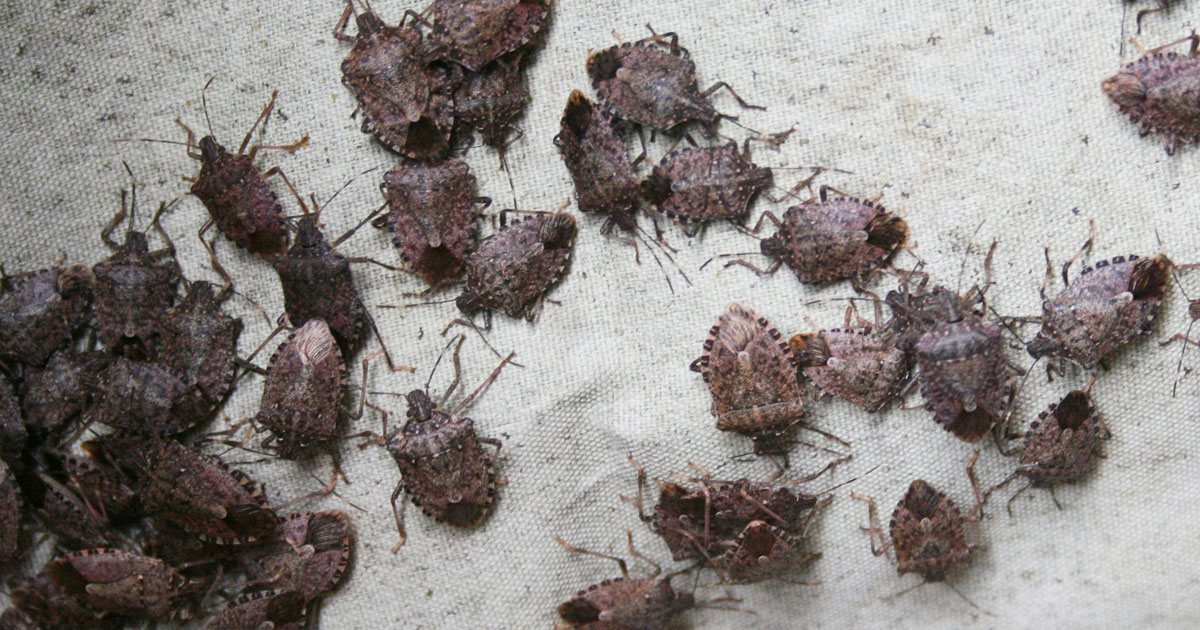 Stink Bugs Control NSW