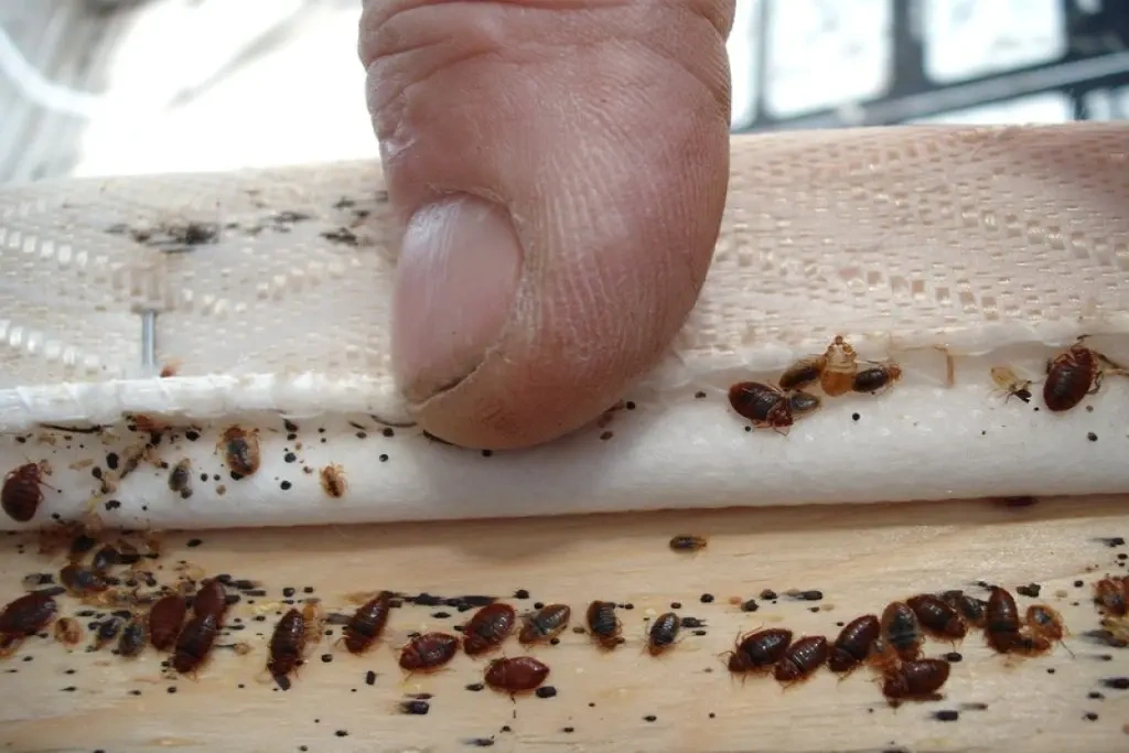 Bed Bugs Service