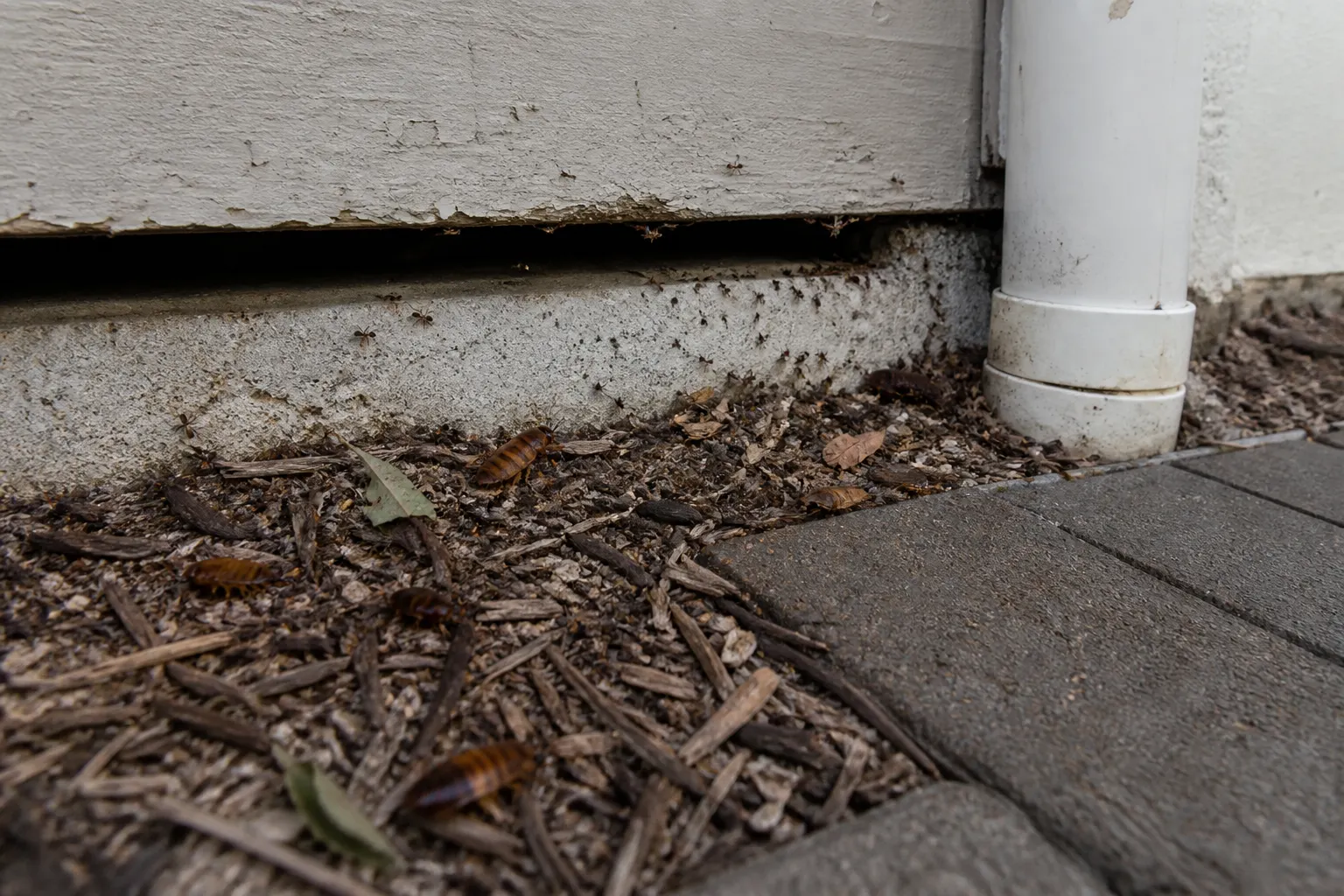 Gap at the slab edge where pests enter u2014 prep for barrier treatment
