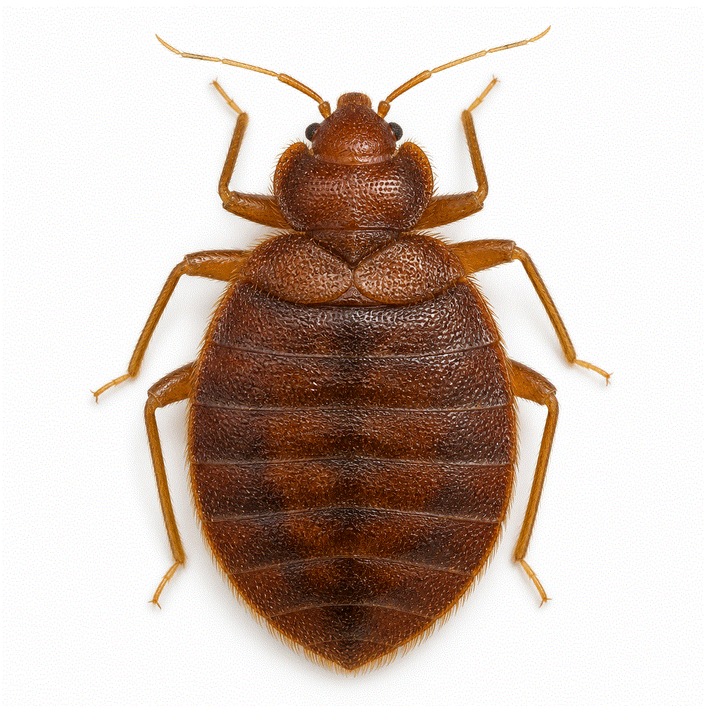 Common bed bug (Cimex lectularius) found across southern Australia and Sydney