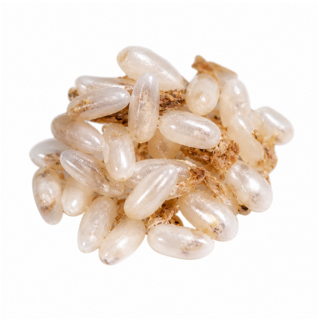 Bed bug eggs laid in mattress seams and cracks