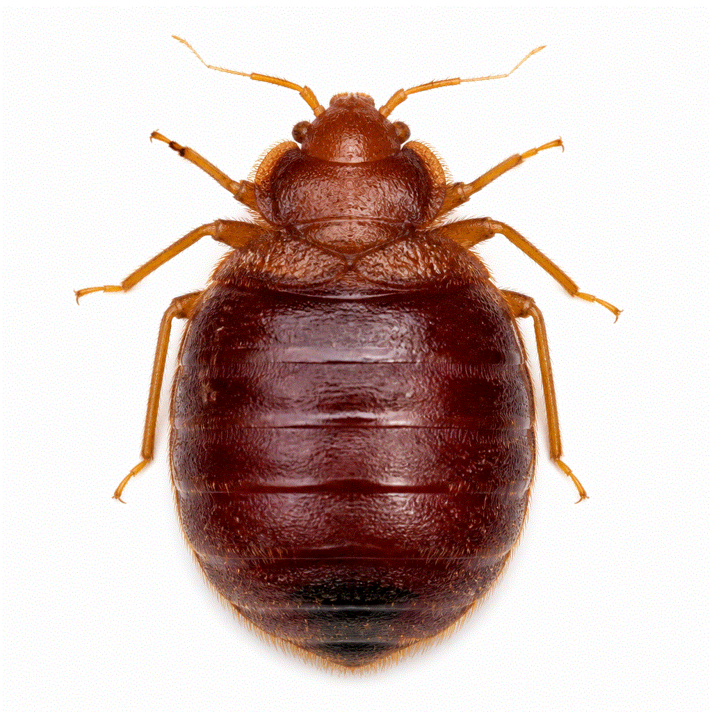Engorged adult bed bug after a blood meal