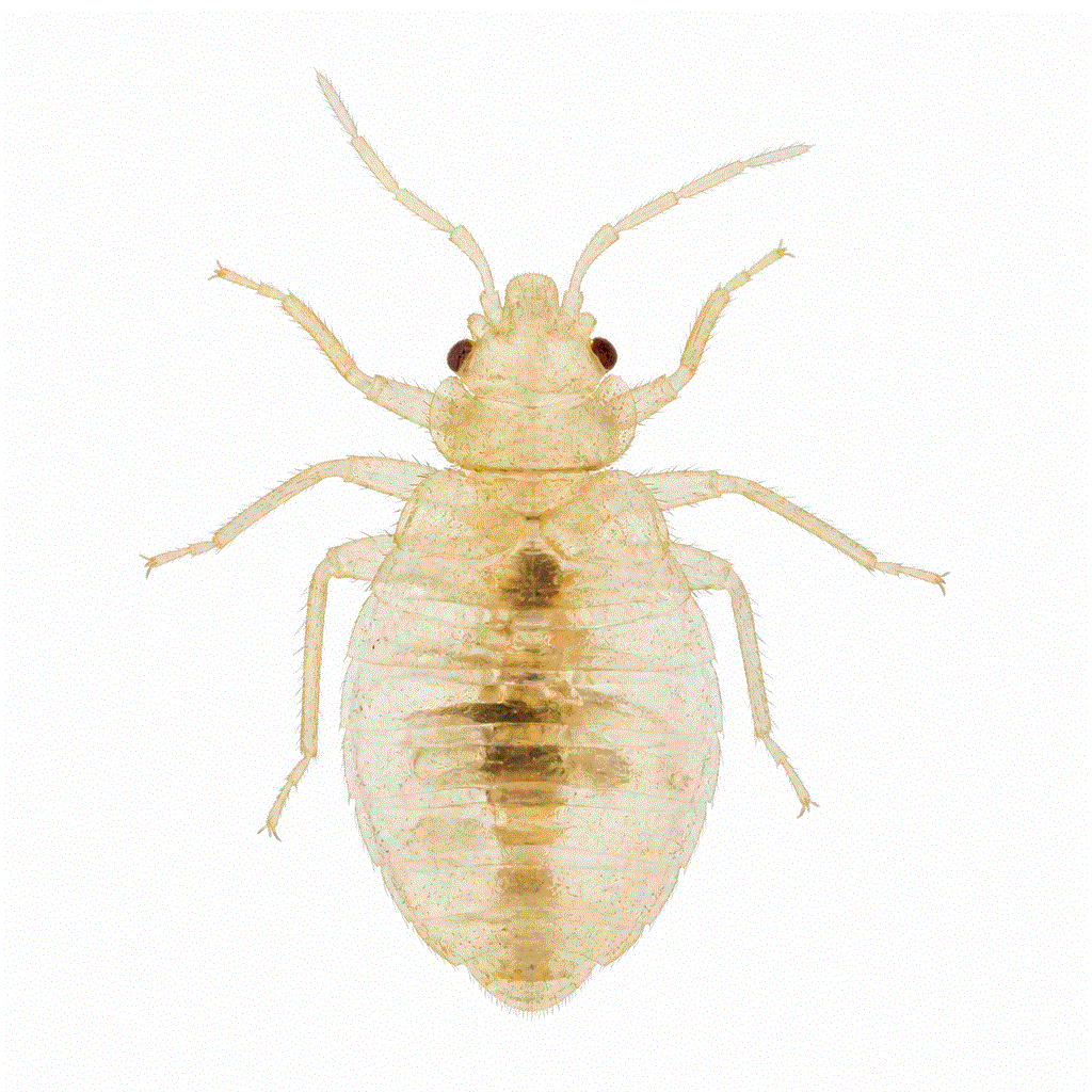 First instar bed bug nymph