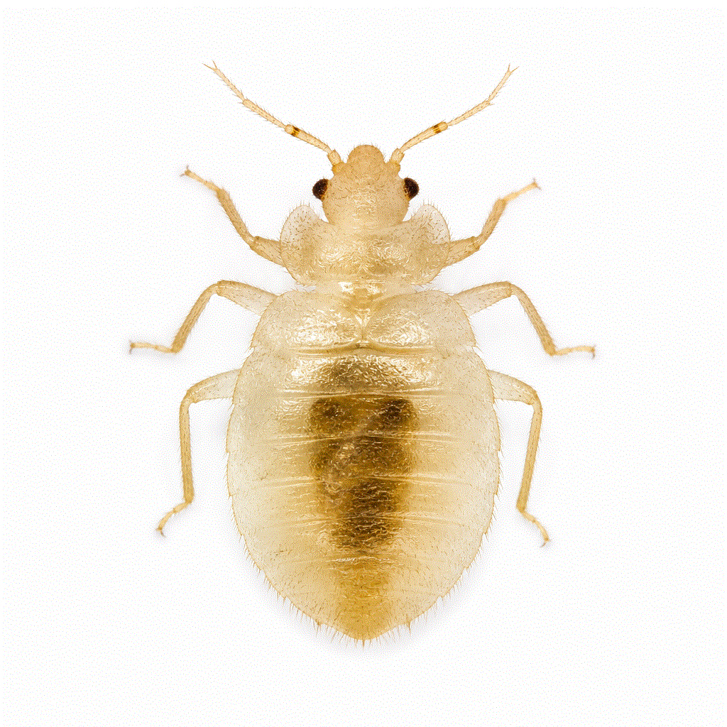 Second instar bed bug nymph