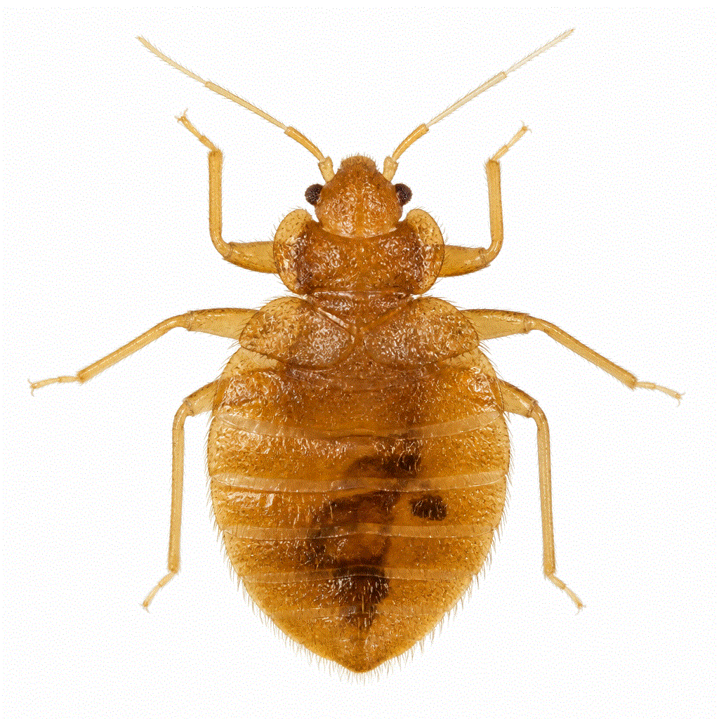 Third instar bed bug nymph