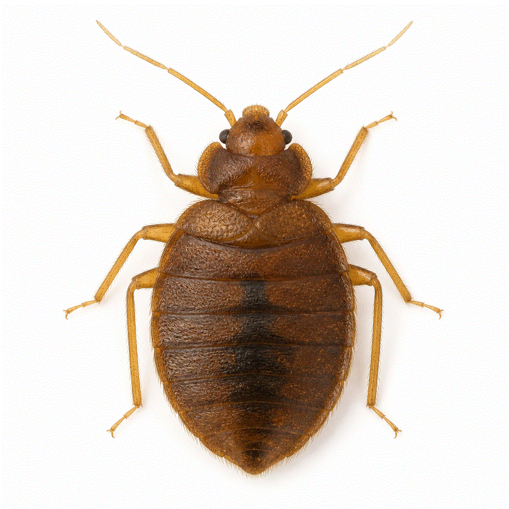 Fourth instar bed bug nymph