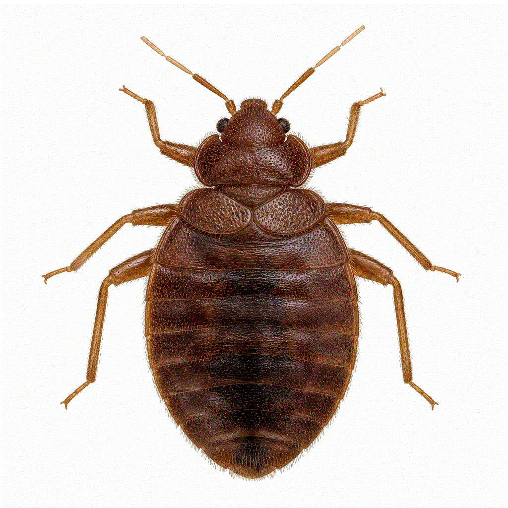 Fifth instar bed bug nymph