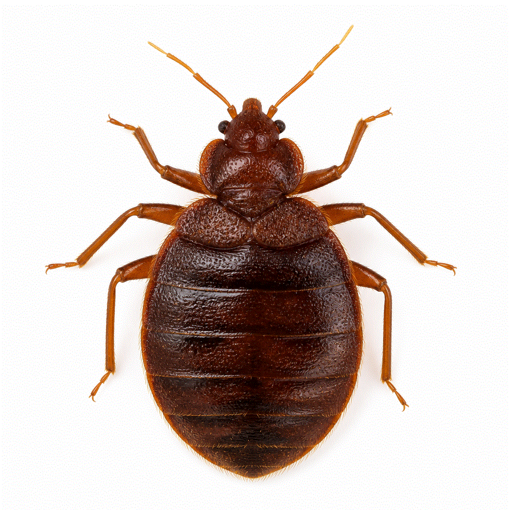 Tropical bed bug (Cimex hemipterus) found in warmer Australian regions and traveler cases