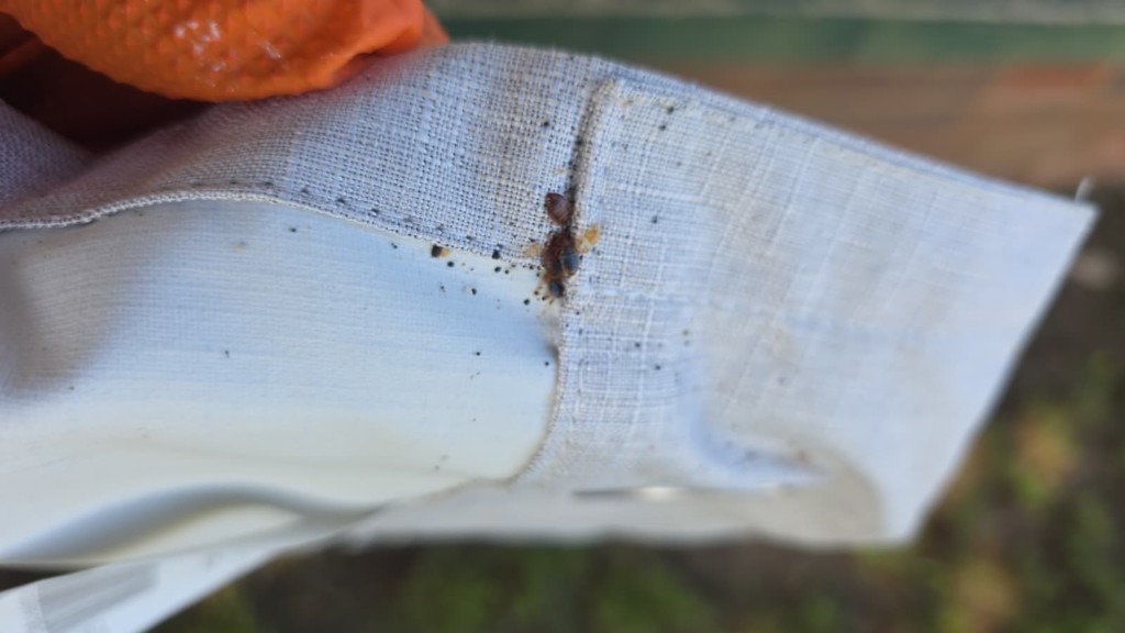 Bed bugs clustered in a mattress seam — inspection during Sydney treatment