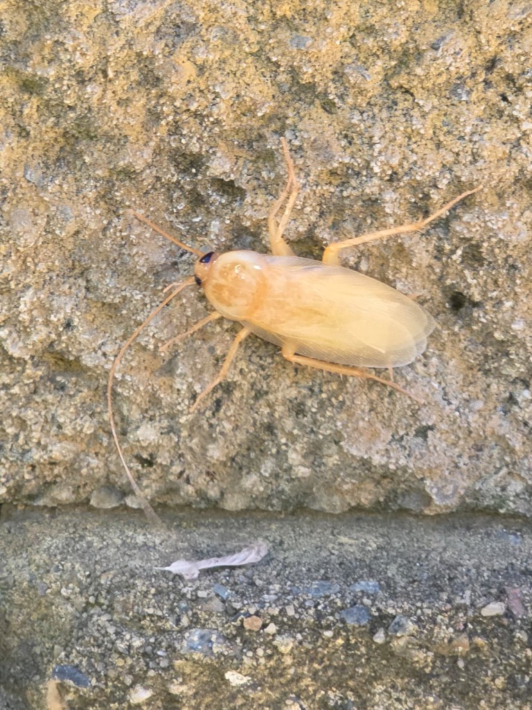 Recently moulted pale cockroach on a stone wall — sign of active breeding