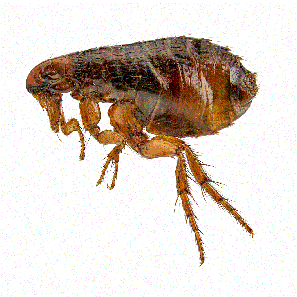 Cat flea (Ctenocephalides felis) — the flea behind most Sydney pet and carpet infestations