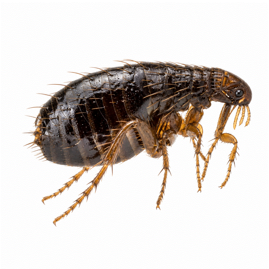 Chicken flea (Ceratophyllus gallinae) — bird and backyard chook nest pest