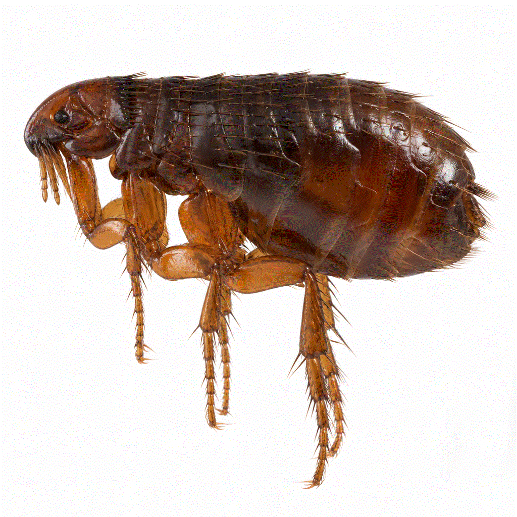 Dog flea (Ctenocephalides canis) — common on dogs, can also bite people and cats