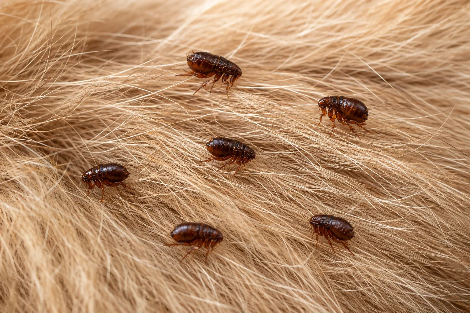 Cat fleas on dog fur — flea infestation in Sydney homes
