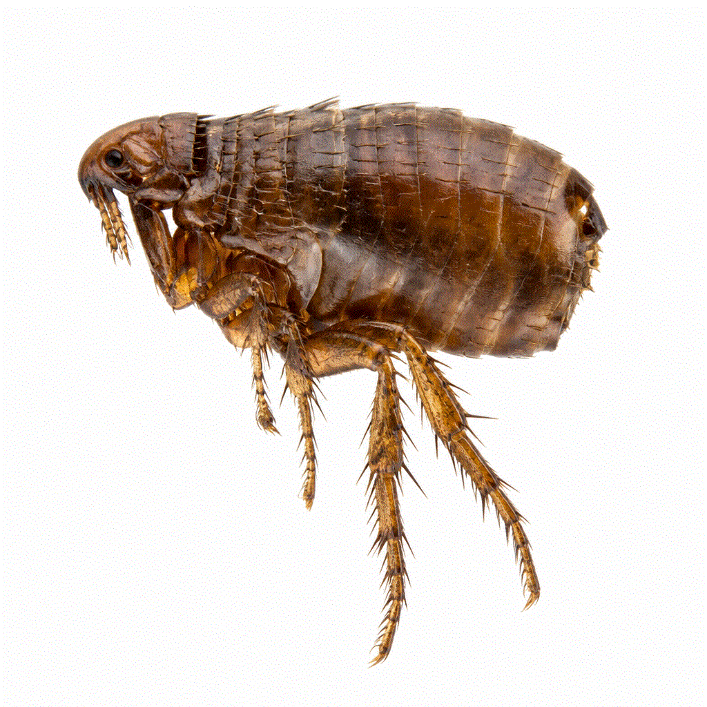 Human flea (Pulex irritans) — bites people, sometimes found in homes without pets