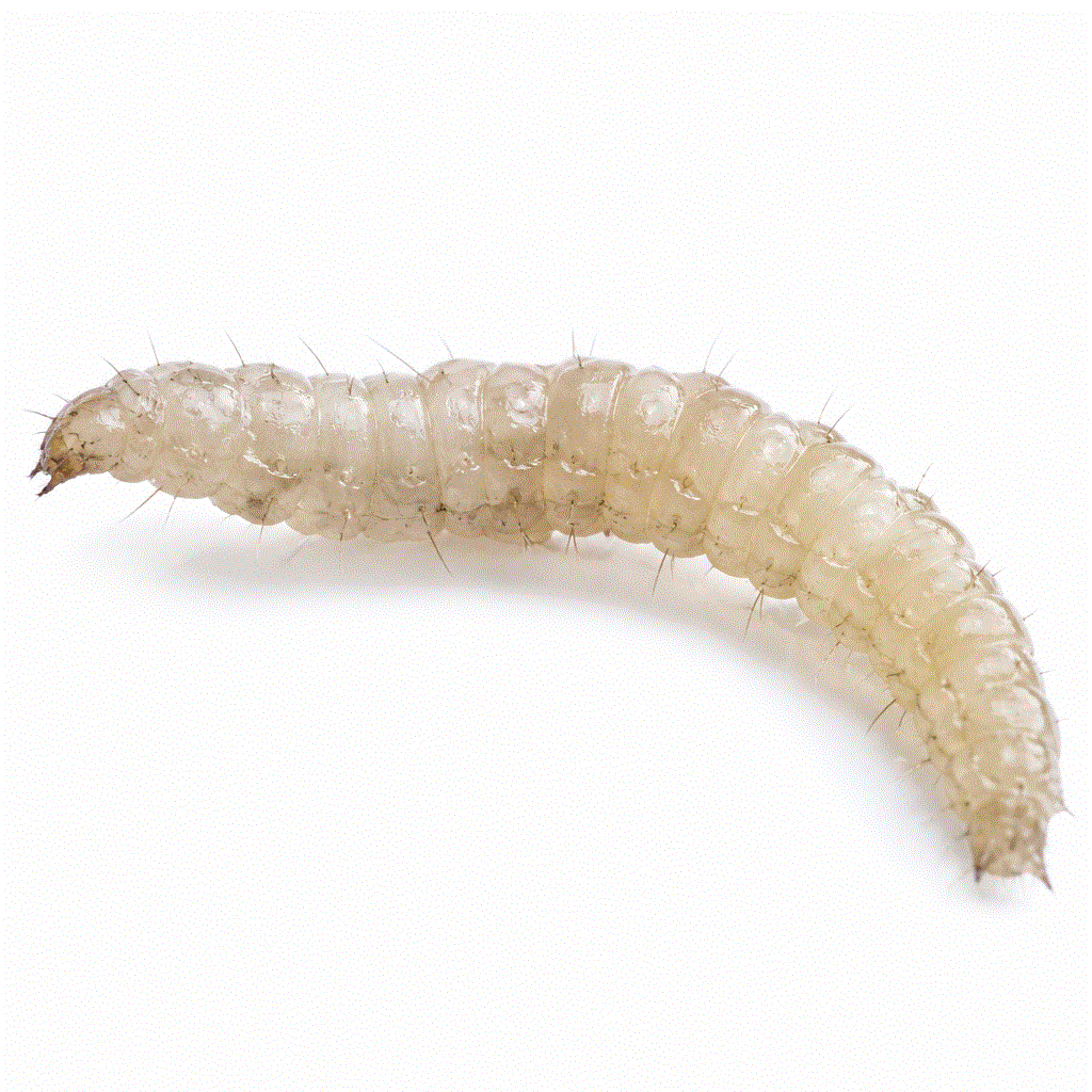 Flea larva — worm-like stage in carpet, pet bedding and floor cracks; must be treated not just adults