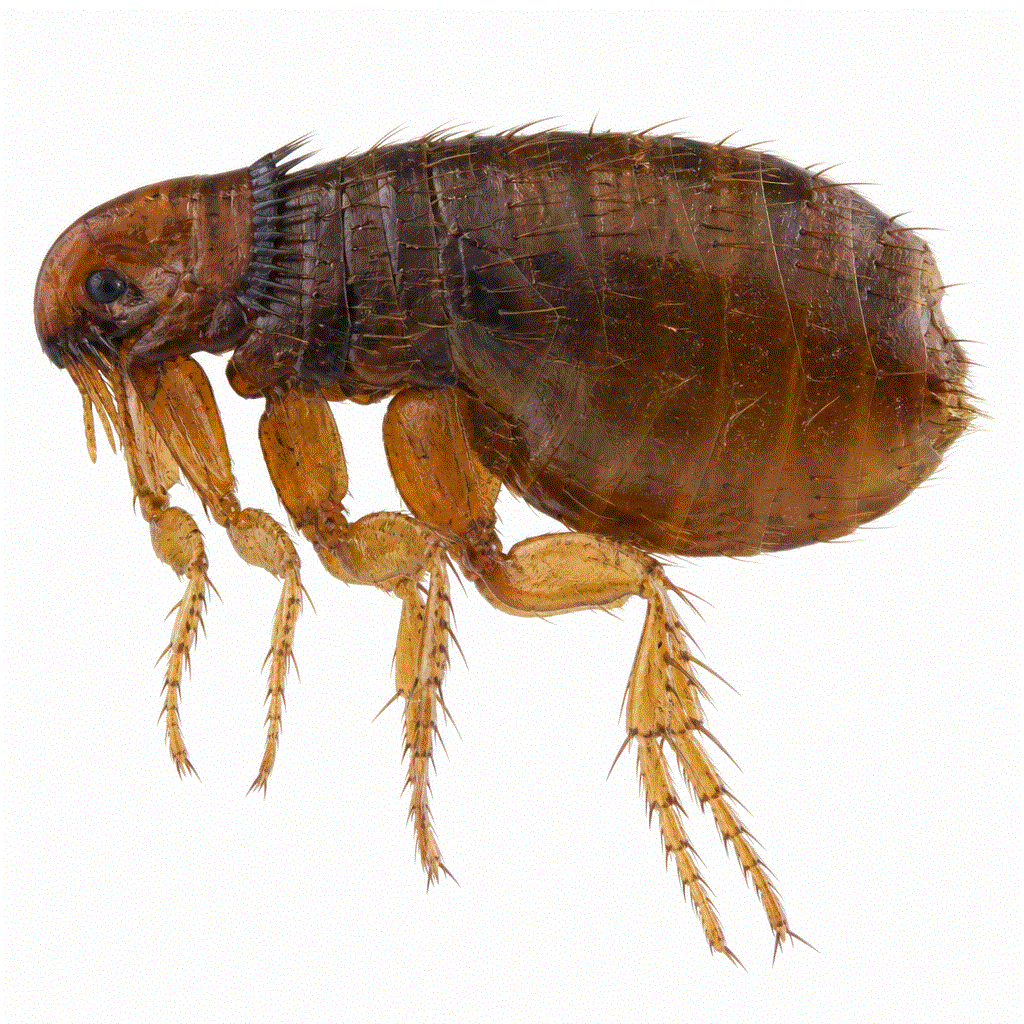 Northern rat flea (Nosopsyllus fasciatus) — common on rats and mice around Sydney