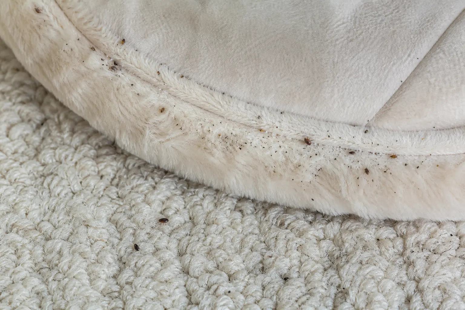 Flea eggs and flea dirt in a pet bed — how to prep for flea treatment