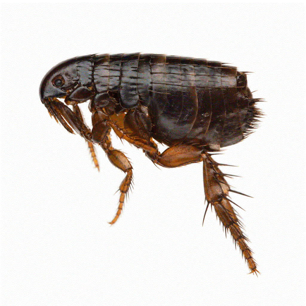 Rabbit flea (Spilopsyllus cuniculi) — carried from pet rabbits and wild rabbits